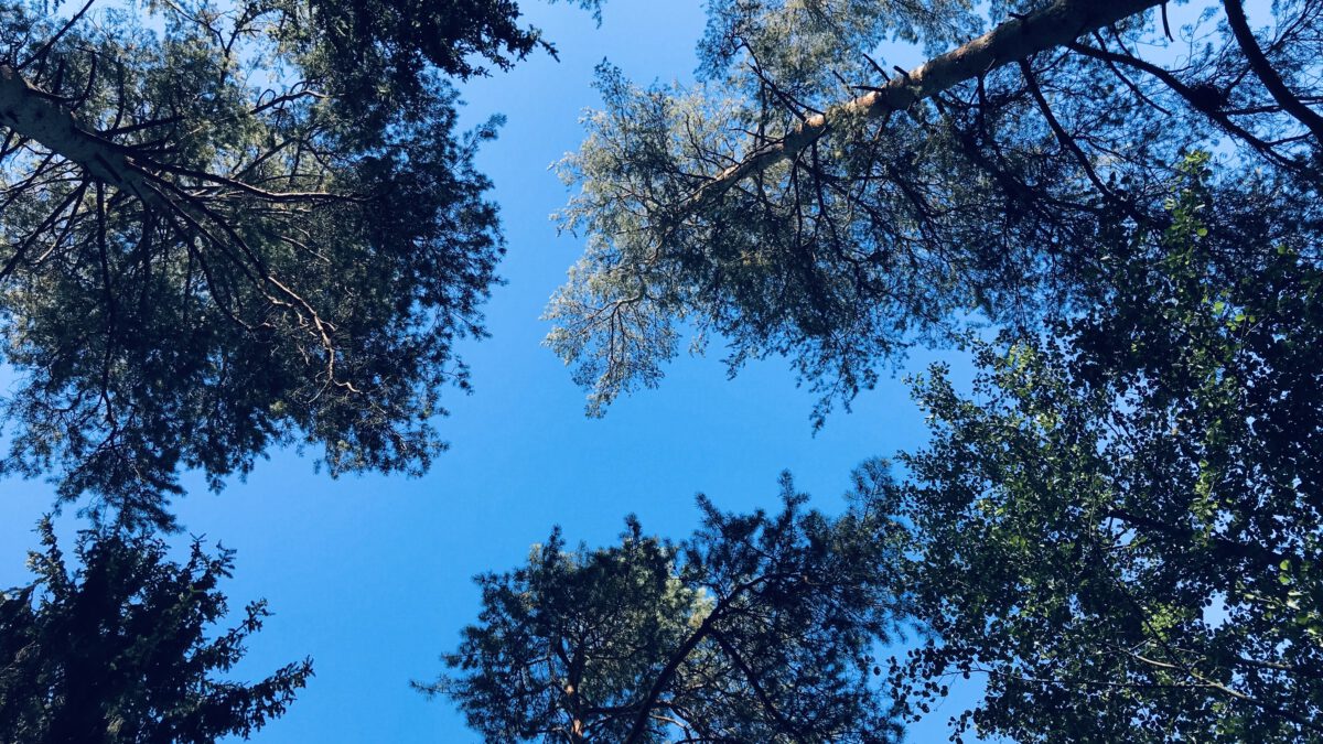 Blauer Himmel zwischen Baumkronen