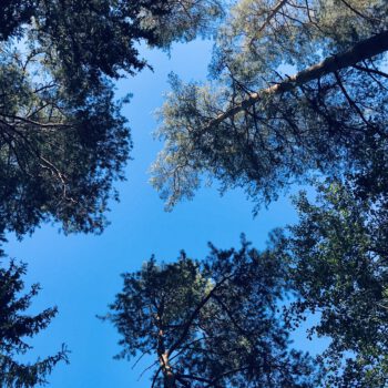 Blauer Himmel zwischen Baumkronen