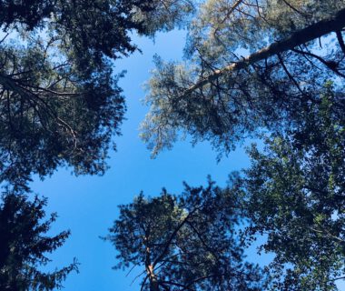 Blauer Himmel zwischen Baumkronen