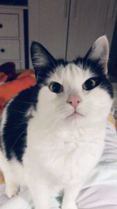 Schwarz weiße Katze, die süß in die Kamera guckt
