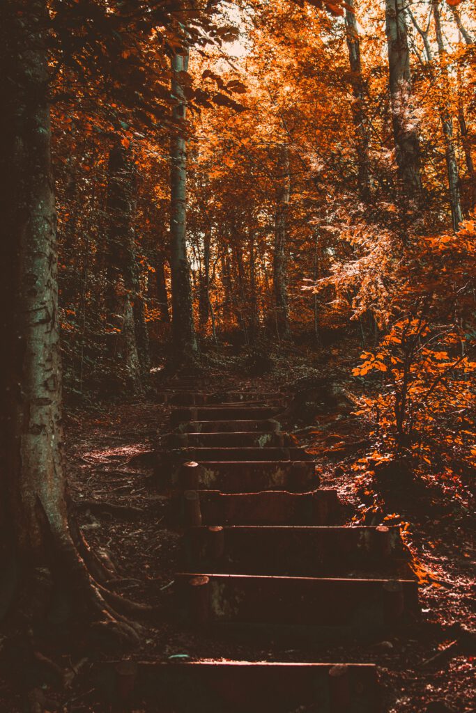 Eine Steintreppe schlängelt sich im Wald zwischen herbstlichen Laubbäumen hindurch.